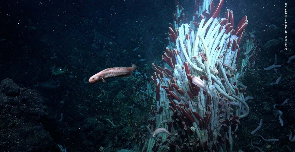 Distinct animal communities found in hydrothermal vents and underneath them. Image is courtesy of Schmidt Ocean Institute, licensed under CC BY-NC-SA 4.0 via Nature.